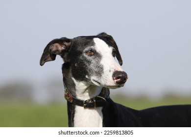 Galgo greyhound portrait with collar