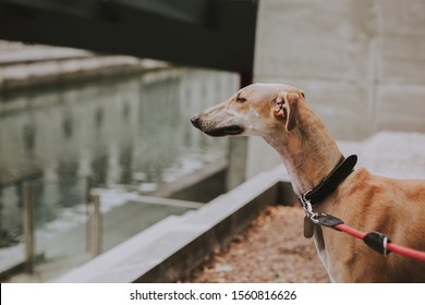 The Galgo Español (Spanish Galgo) Or Spanish Sighthound