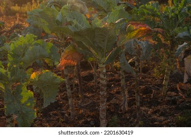 Galicia Cabbage, A Vegetable Of The Cabbage Family.