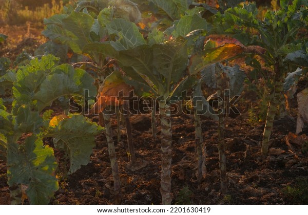 Galicia\
cabbage, a vegetable of the cabbage\
family.