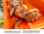galician spider crab for sale in a bustling fishing port