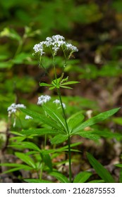 Galium Odoratum, Sweetscented Bedstraw, Is A Flowering Perennial Plant In The Family Rubiaceae.