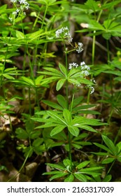 Galium Odoratum, Sweetscented Bedstraw, Is A Flowering Perennial Plant In The Family Rubiaceae.