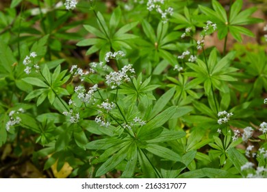 Galium Odoratum, Sweetscented Bedstraw, Is A Flowering Perennial Plant In The Family Rubiaceae.