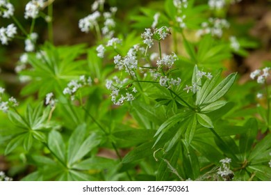 Galium Odoratum, Sweetscented Bedstraw, Is A Flowering Perennial Plant In The Family Rubiaceae.