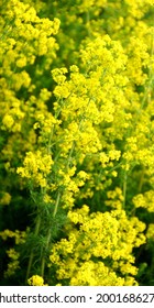 Galium Verum (lady's Bedstraw Or Yellow Bedstraw) Is A Herbaceous Perennial Plant Of The Family Rubiaceae.