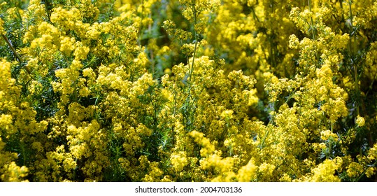 Galium Verum (lady's Bedstraw Or Yellow Bedstraw) Is A Herbaceous Perennial Plant Of The Family Rubiaceae