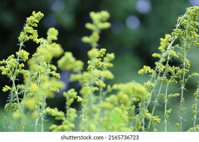 Galium Verum (lady's Bedstraw) Or Yellow Bedstraw) Is A Herbaceous Perennial Plant Of The Family Rubiaceae. 