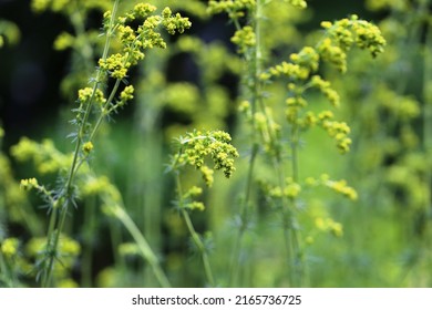 Galium Verum (lady's Bedstraw) Or Yellow Bedstraw) Is A Herbaceous Perennial Plant Of The Family Rubiaceae. 