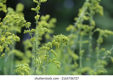 Galium Verum (lady's Bedstraw) Or Yellow Bedstraw) Is A Herbaceous Perennial Plant Of The Family Rubiaceae. 