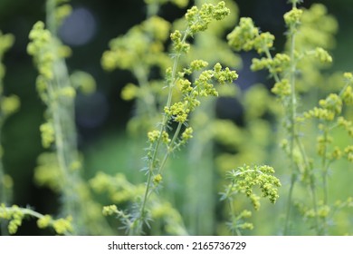 Galium Verum (lady's Bedstraw) Or Yellow Bedstraw) Is A Herbaceous Perennial Plant Of The Family Rubiaceae. 