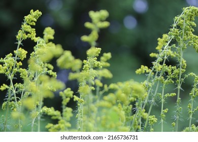 Galium Verum (lady's Bedstraw) Or Yellow Bedstraw) Is A Herbaceous Perennial Plant Of The Family Rubiaceae. 