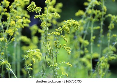 Galium Verum (lady's Bedstraw) Or Yellow Bedstraw) Is A Herbaceous Perennial Plant Of The Family Rubiaceae. 