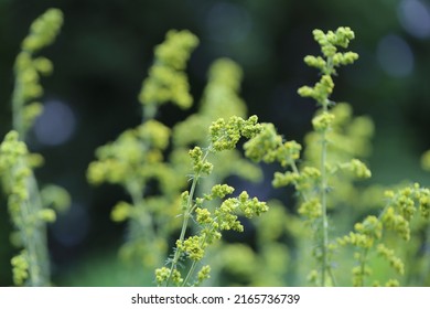 Galium Verum (lady's Bedstraw) Or Yellow Bedstraw) Is A Herbaceous Perennial Plant Of The Family Rubiaceae. 