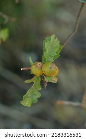 Gall Apples On An Oak Twig. Gall Wasp Is Hatching.