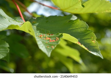 Gall Mite Disease On Maple Leaves