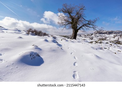 Gall oaks or gall oaks (Quercus faginea) and footprints in the snow in the Sierra de las Nieves National Park in Malaga. Andalusia, Spain. - Shutterstock ID 2115447143