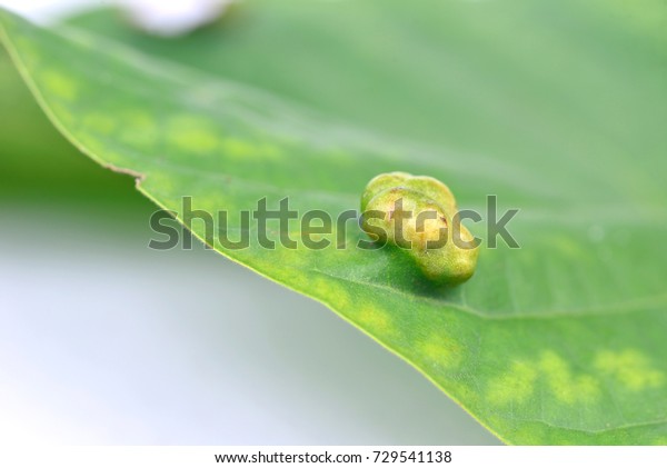 Gall on leaf representing cancer cells grow,\
divide and invading into normal tissues. (Skin, lung, stomach,\
intestine or lip cancer)