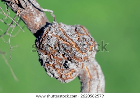 Gall on tree root. Bacterial tumor, cancerous growth also called canker on a tree. Plant diseases.