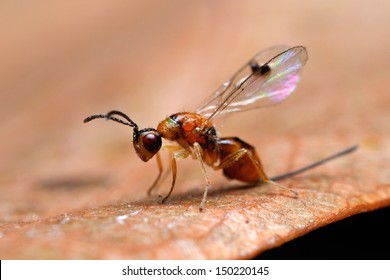 Gall Wasp - Cynipidae