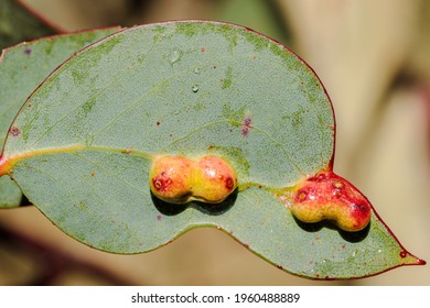 Gall Wasp, Mount Franklin Road, ACT, March 2021