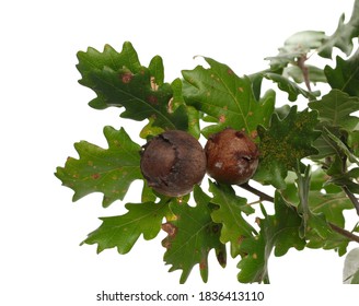 Gall Wasps Insect (Cynipidae) With Oak Leaves Isolated On White Background, Clipping Path