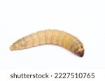 galleria mellonella, fax moth  caterpillar 