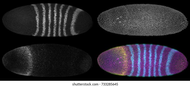 Gallery of confocal microscopy images of a developing Drosophila melanogaster embryo with three different fluorescence reporters. Maximum intensity projections.