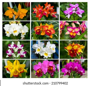Gallery of orchids,Orchids ,Cattleya Queen Sirikhit (Cattleya hybrids) Isolated on white background