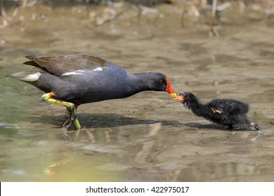 Gallinula Chloropus