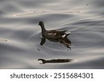 Gallinula galeata Bird at Lagoon 