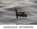 Gallinula galeata Bird at Lagoon 