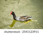 The Gallinula galeata, commonly known as the American Coot, standing near a wetland area. The bird