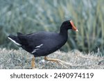 Gallinula galeata running in the grass amidst blurred vegetation in the background