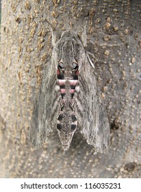 Gallium Sphinx Moth