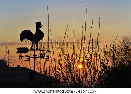 Gallo windswept at dawn.