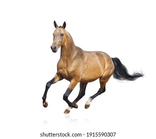 Galloping akhal-teke stallion over a white background