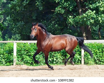 galloping bay sportive breed  horse in open manege - Powered by Shutterstock