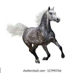 Galloping Dapple-grey Arabian Horse On White Background