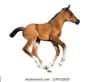 Galloping Foal Isolated On A White