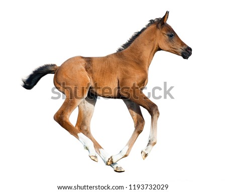 Galloping foal isolated on a white