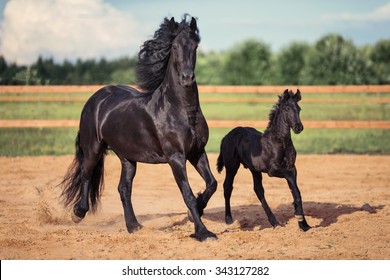 Galloping Horse And Foal