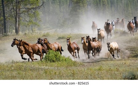 Galloping Horse Herd