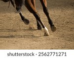 Galloping Horse, A Mustang on the Move