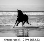 galloping horse silhouette on beach