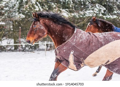 Galloping horse wearing a rug - a covering that protects the horse from the cold. The horse is looking straight into the lens. A cold, sunny day in winter.