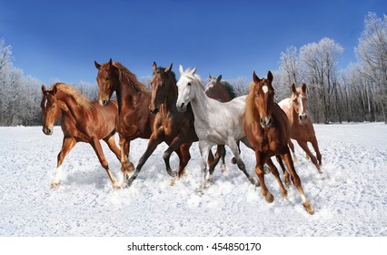 galloping horse in winter