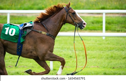 Gallop High Res Stock Images Shutterstock