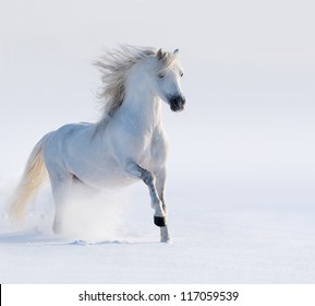 Galloping White Horse On Snow Field