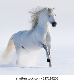 Galloping White Horse On Snow Field